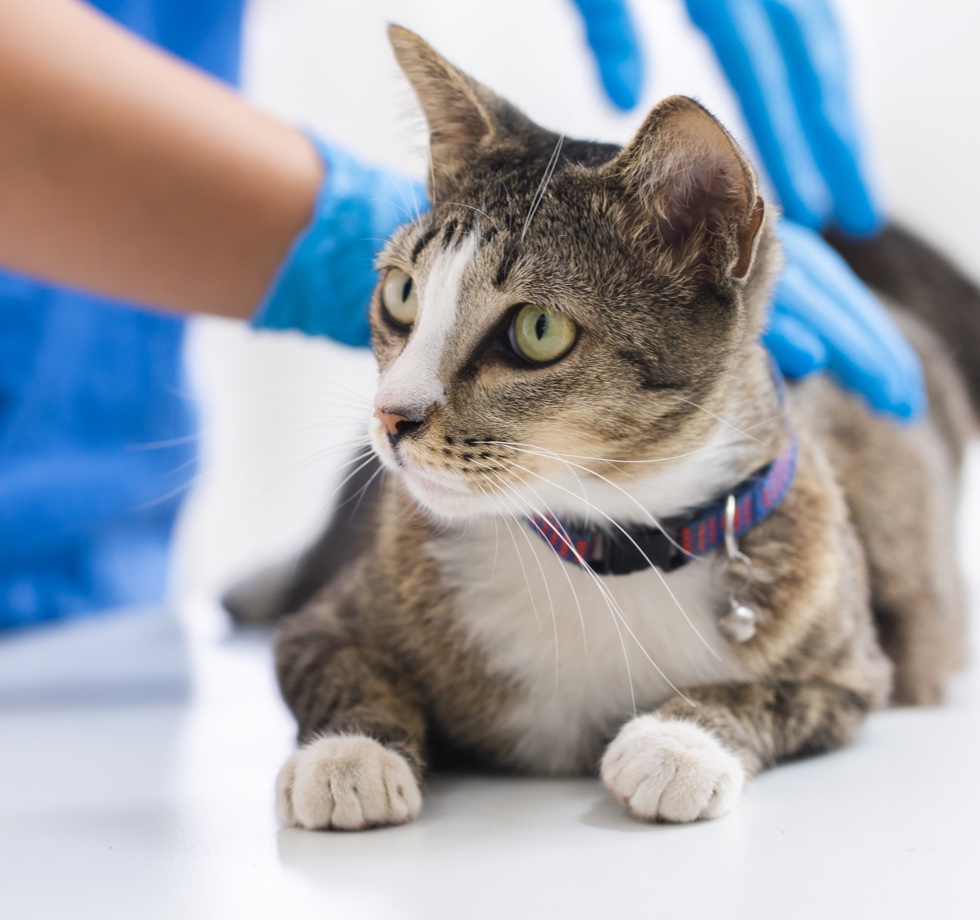 Cat being inspected by a veterinarian